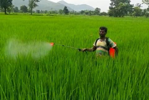 A demonstration of neem oil spray on paddy in Mr Dhaneswar Naik’s farm in Patiguda village
