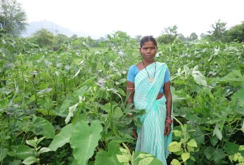 A nutri-garden demonstration in Gandguda village during rainy season 2021